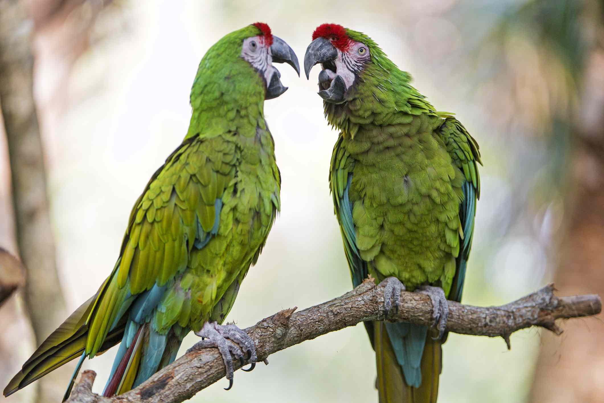 两只绿色的金刚鹦鹉在树枝上互相交谈
