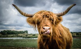 蓬松的棕色高地牛在田野里舔鼻子