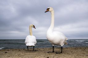 两只哑巴天鹅(天鹅座颜色)在保加利亚瓦尔纳黑海海岸过冬＂width=
