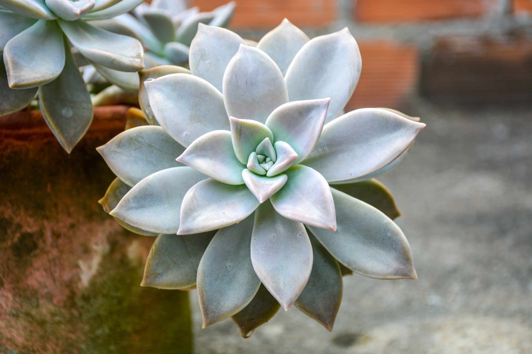 鬼Echeveria”width=