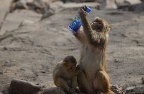 一只猴子举着一个瓶子等待检查。