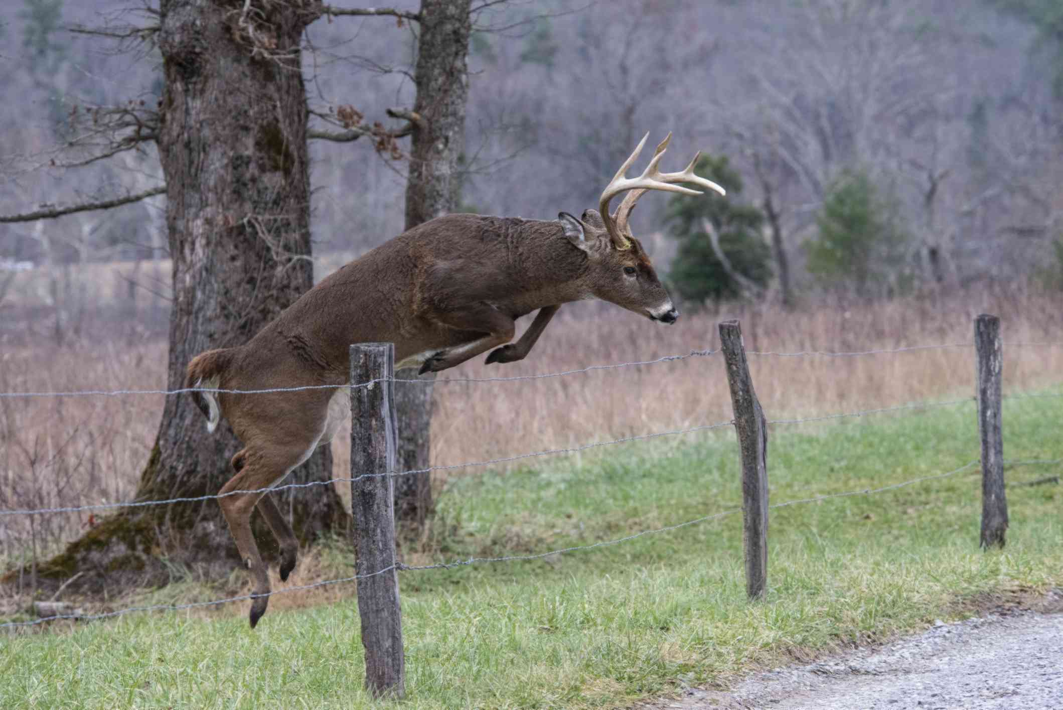 一只白尾鹿正在跳过高高的栅栏＂width=