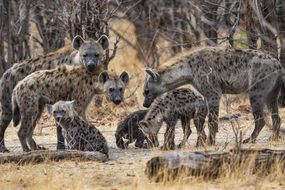 包在Okavango，博茨瓦纳，非洲的斑点鬣狗（Crocuta Crocuta）“width=