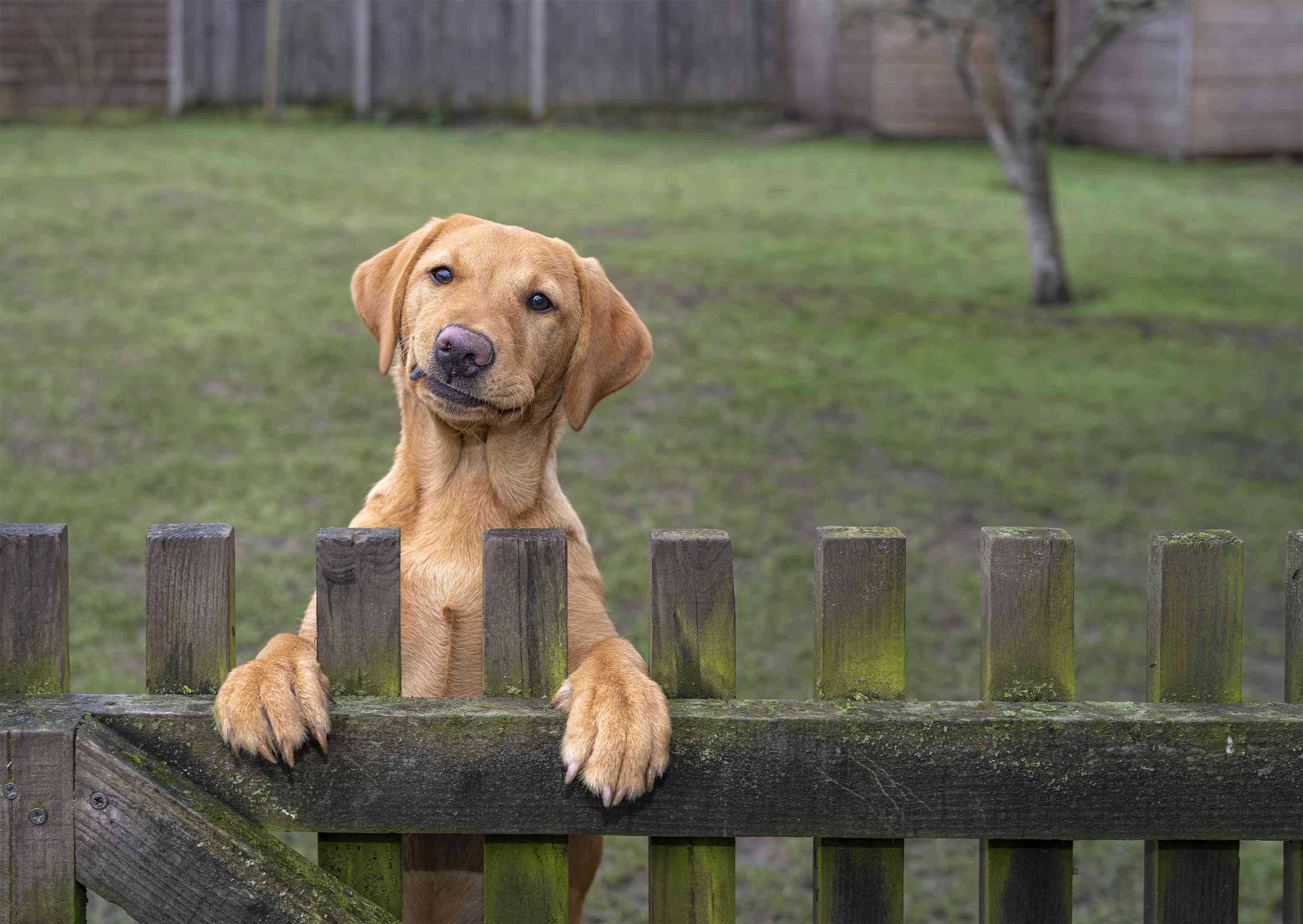 一只狗在栅栏外张望