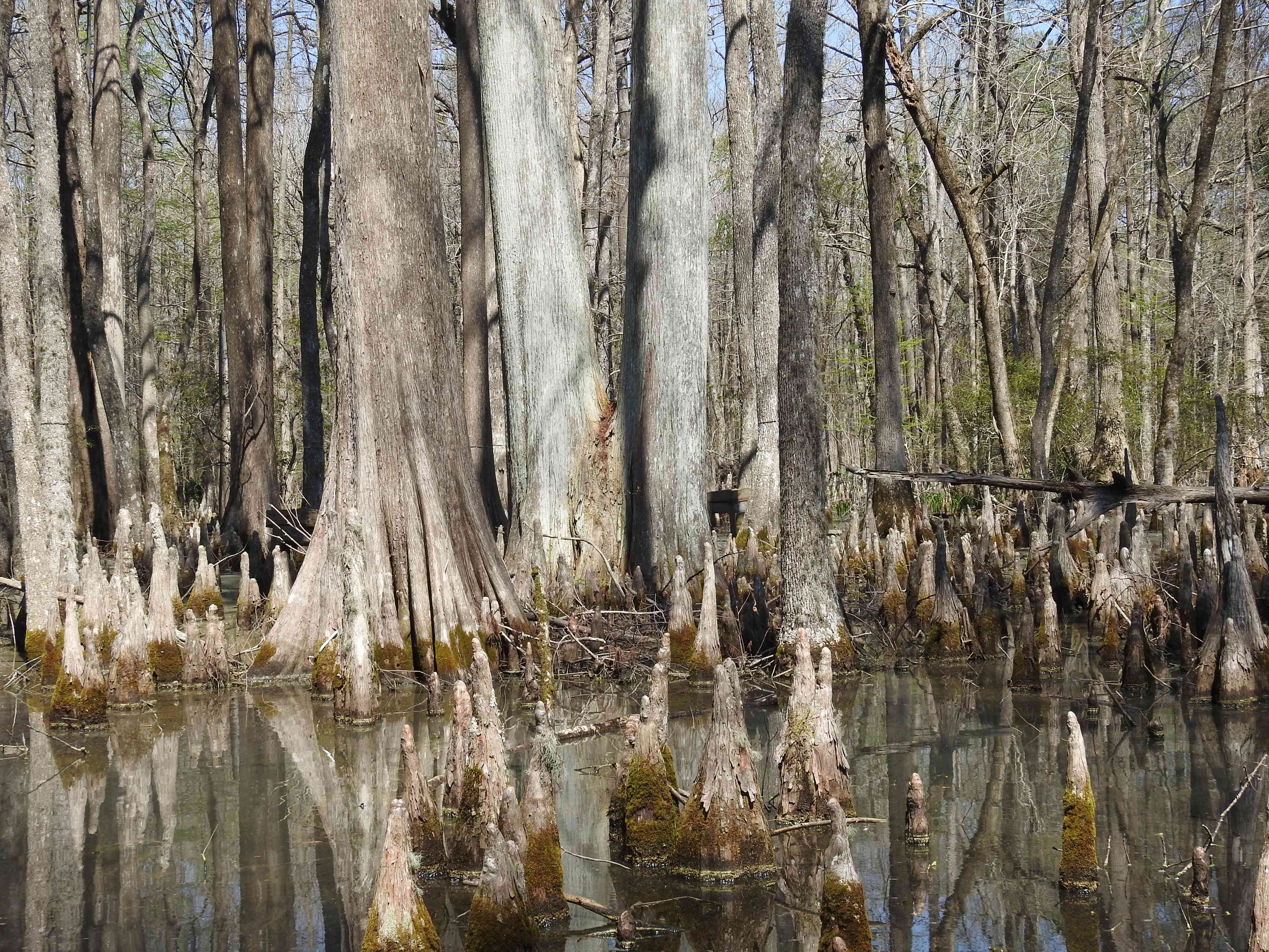 沼泽里生长着健康的柏树树干