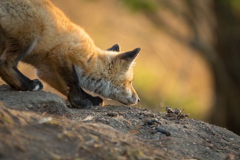 狐宝宝会花很多时间玩耍，但玩耍时间会教会它们生活技能，比如如何狩猎。