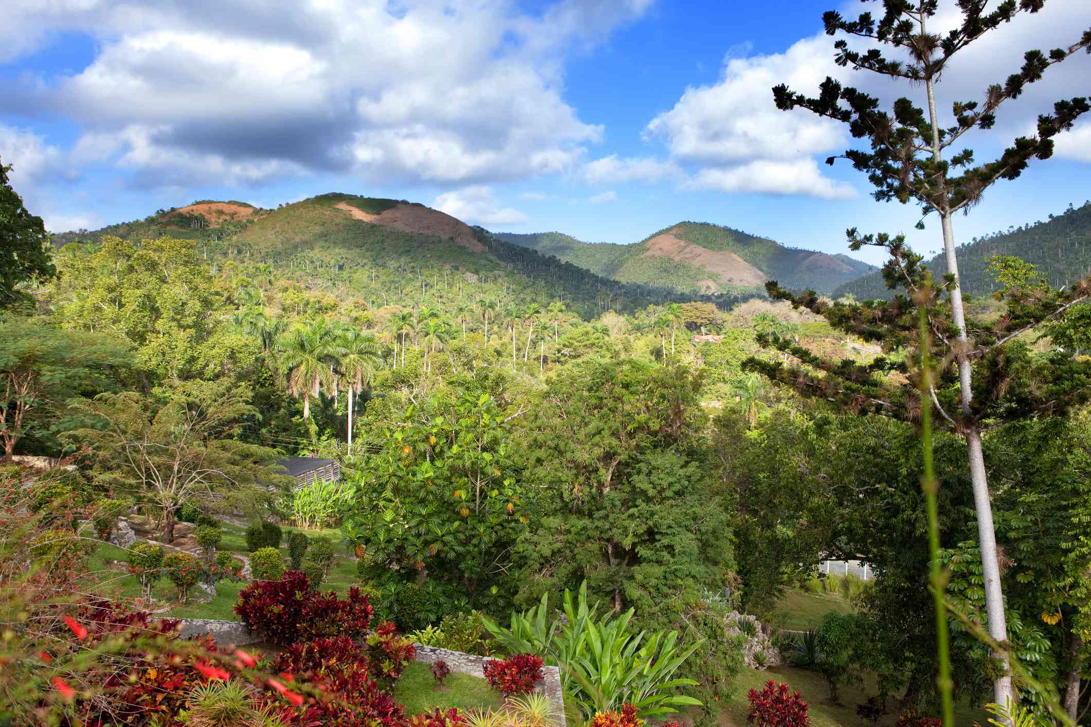 索罗亚植物园的斜坡花园，覆盖着茂盛的红色植物，绿色的小植物，果树，还有远处的群山，蓝天下布满了蓬松的白云