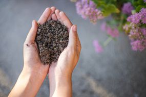 cupped hands hold black compost soil in bare hands with flowers in background