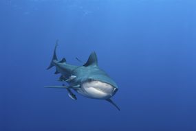 莫桑比克海岸的牛鲨＂>
          </noscript>
         </div>
        </div>
        <div class=