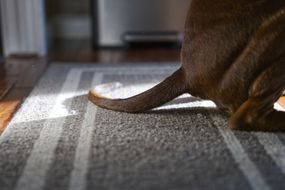 短发棕色狗蹲在灰色和白色地毯上，长尾巴延伸