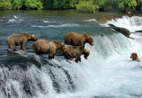 一群熊在瀑布中涉水，等待鲑鱼跳起来“width=
